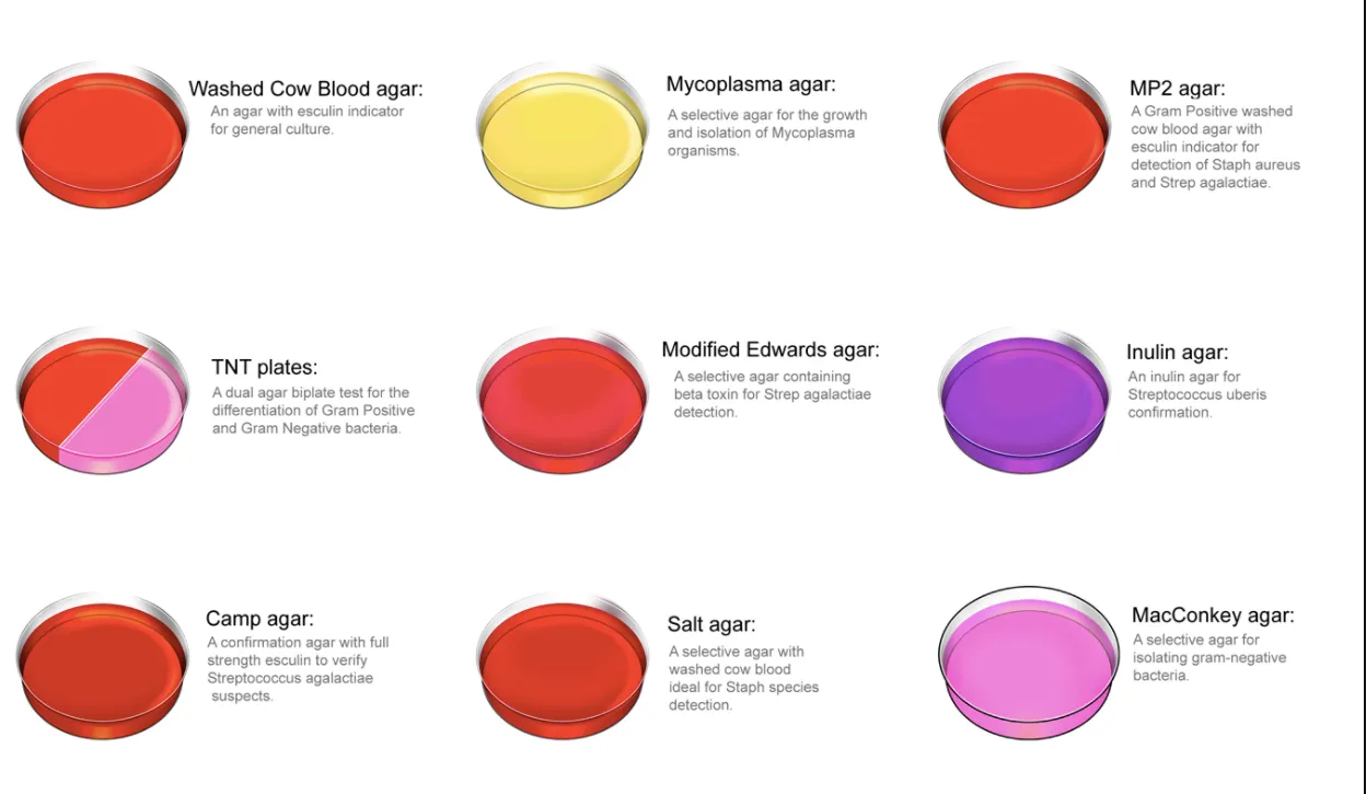 Different kinds of agar media for cell/tissu culture