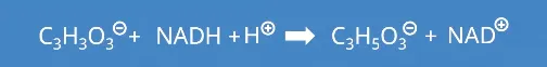 Depiction of Lactic acid fermentation and subsequent degradation of Pyruvat