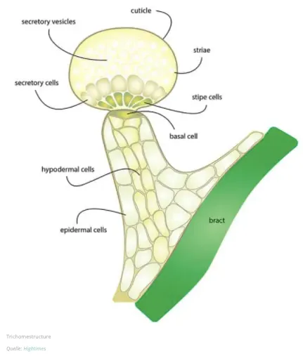 Trichome detailed description