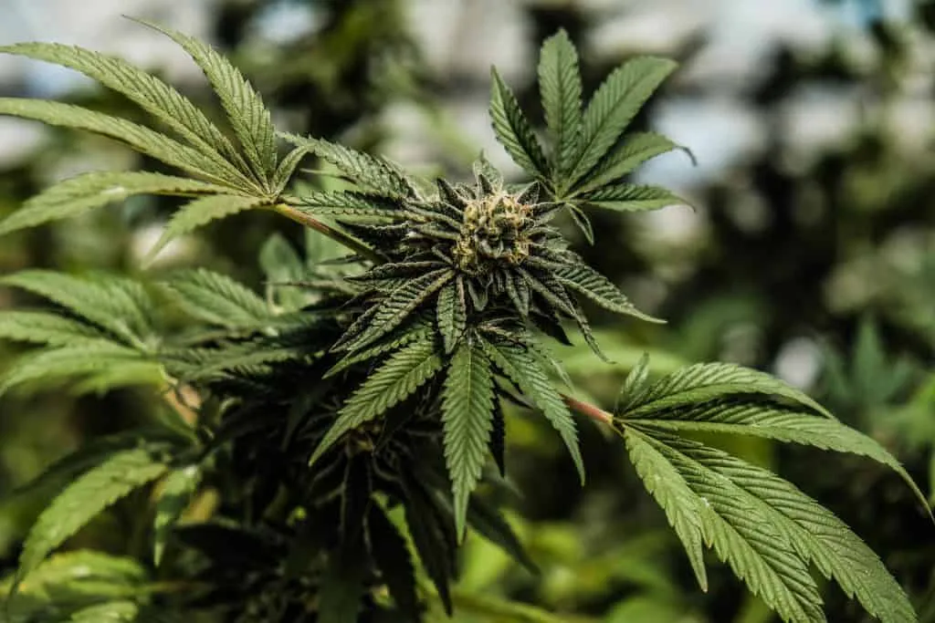 Cannabis Buds in FLowering Stage living plant