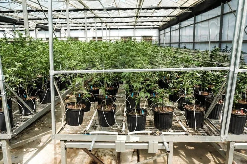 Cannabis Greenhouse Farm Rolling Benches