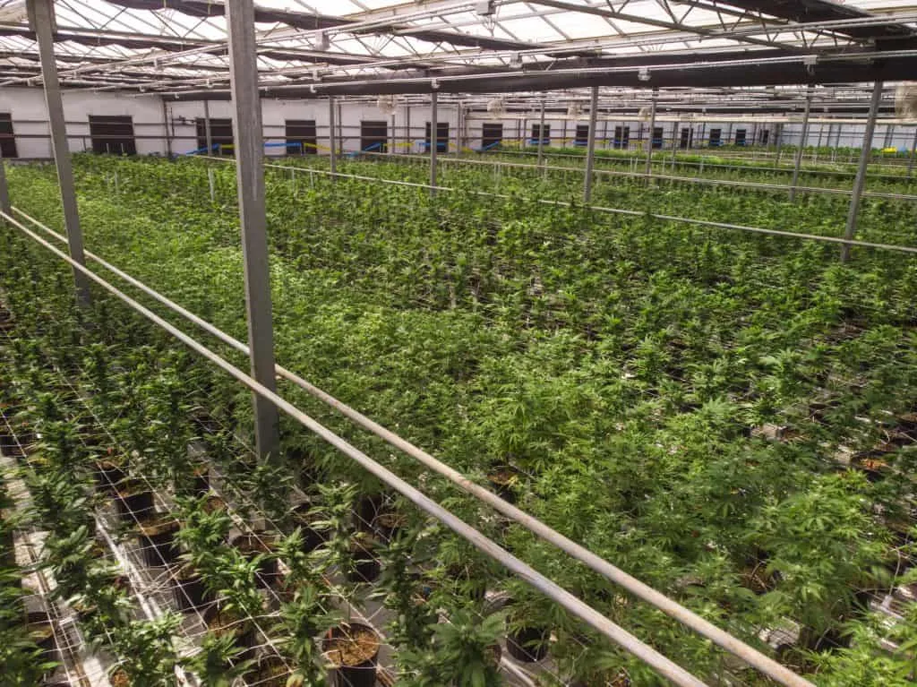 Cannabis Greenhouse Farm flowering stage Drone View