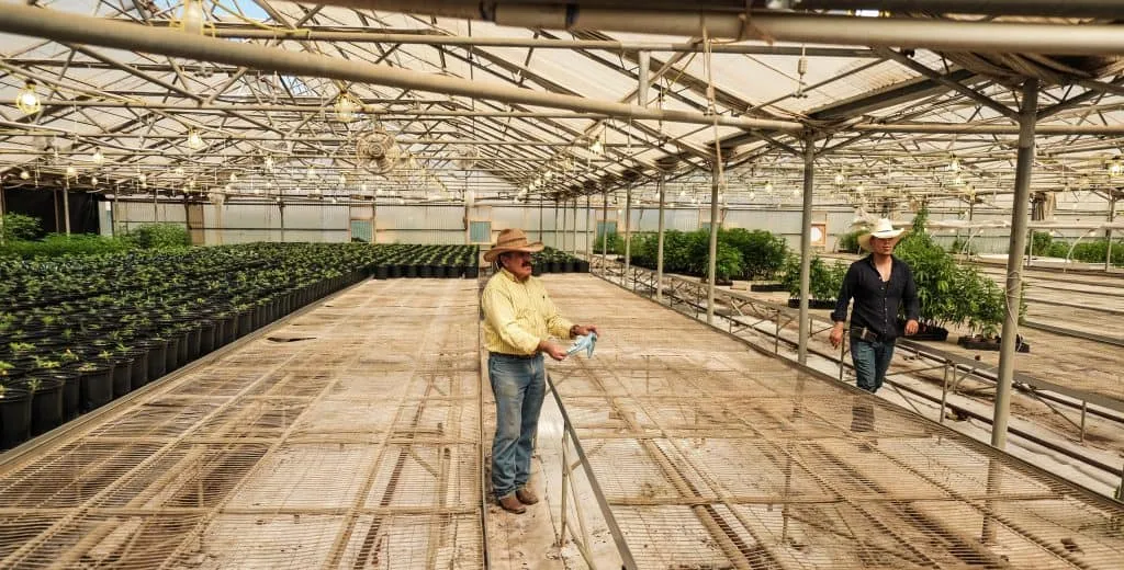Cannabis Greenhouse Workers plan new Cultivation