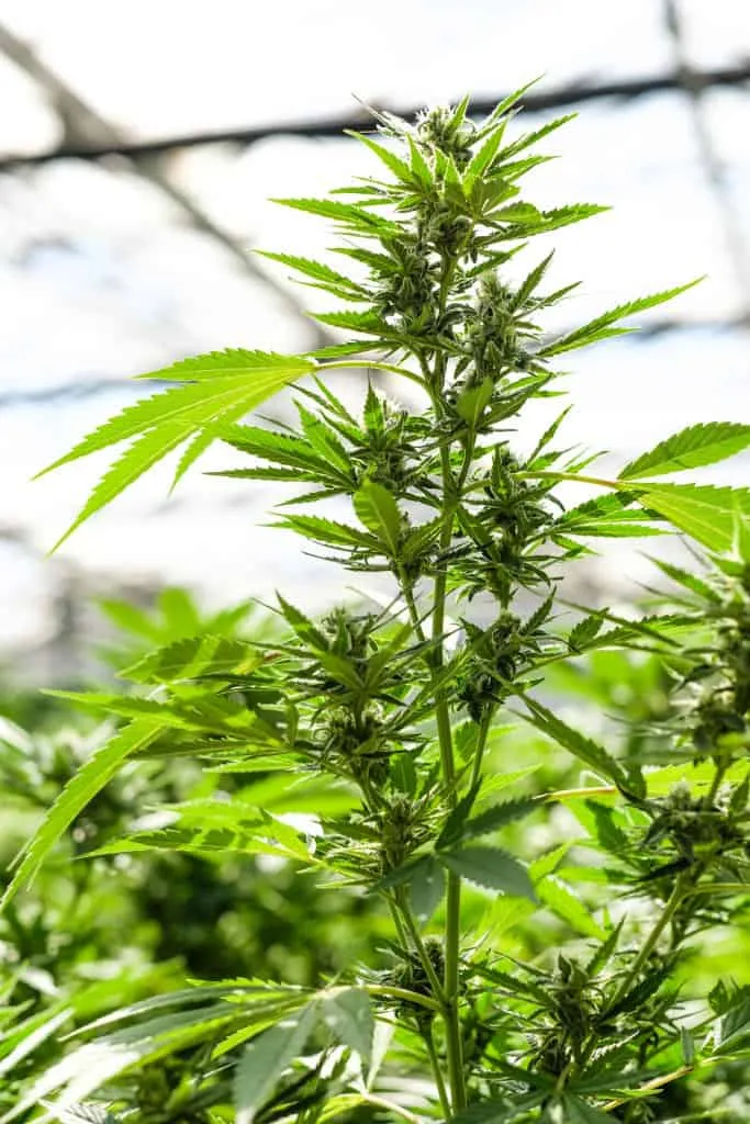 Cannabis Greenhouse beautiful plant 5th week of flower