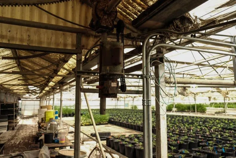 Cannabis Greenhouse roof window roof ridge ventilation