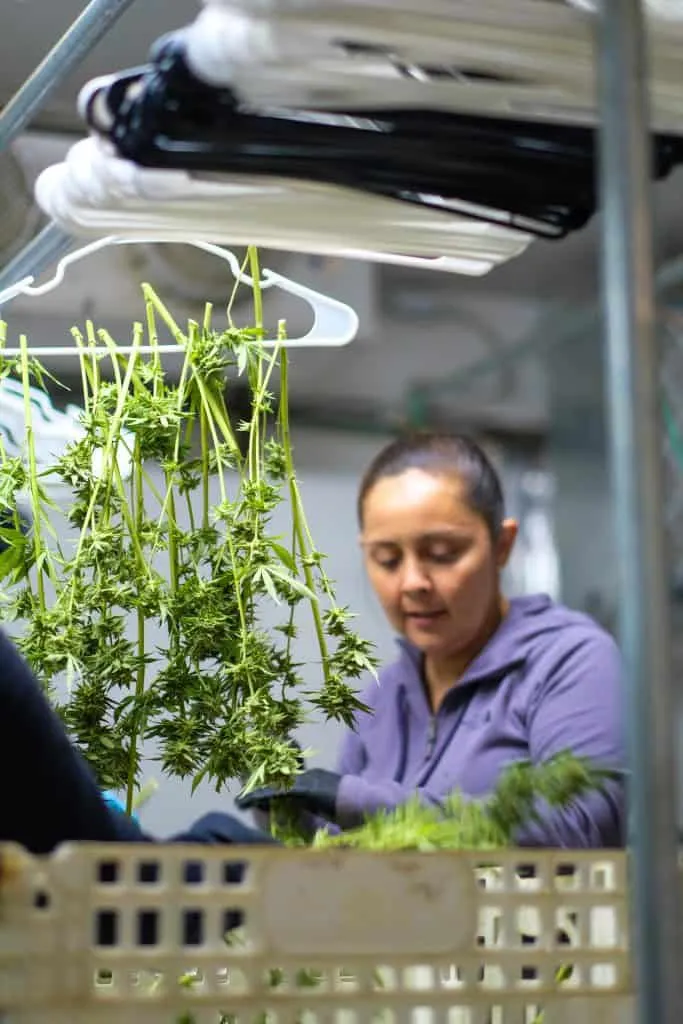 Cannabis Trim Workers