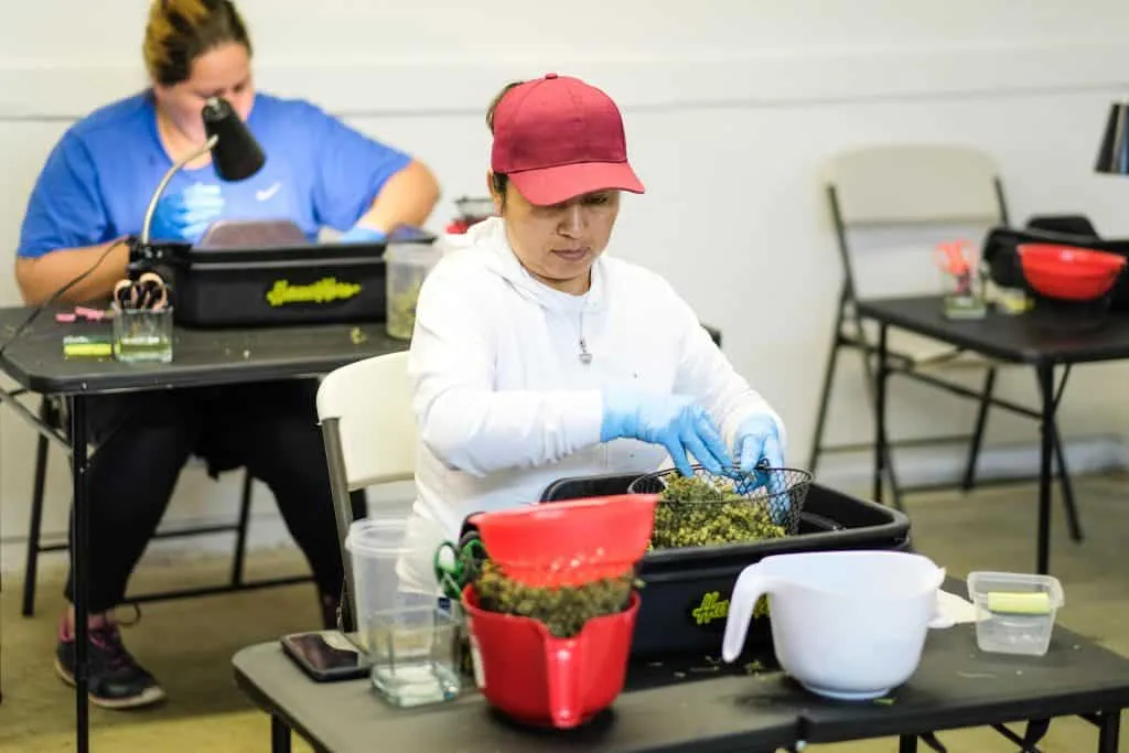 Cannabis Trimming Woman