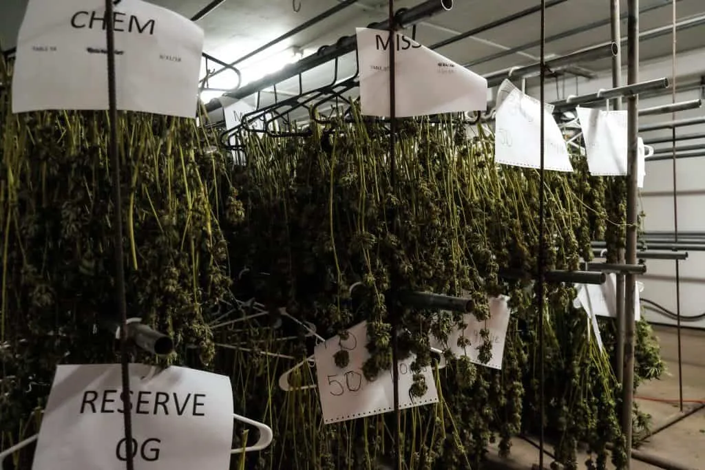 Cannabis plants drying on hangers