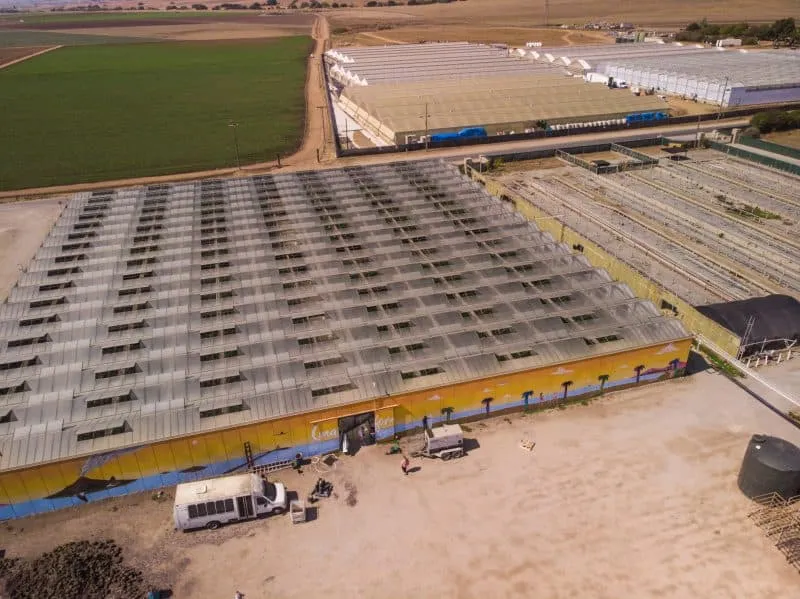 Cannaforniafarms drone picture flowering stage greenhouse
