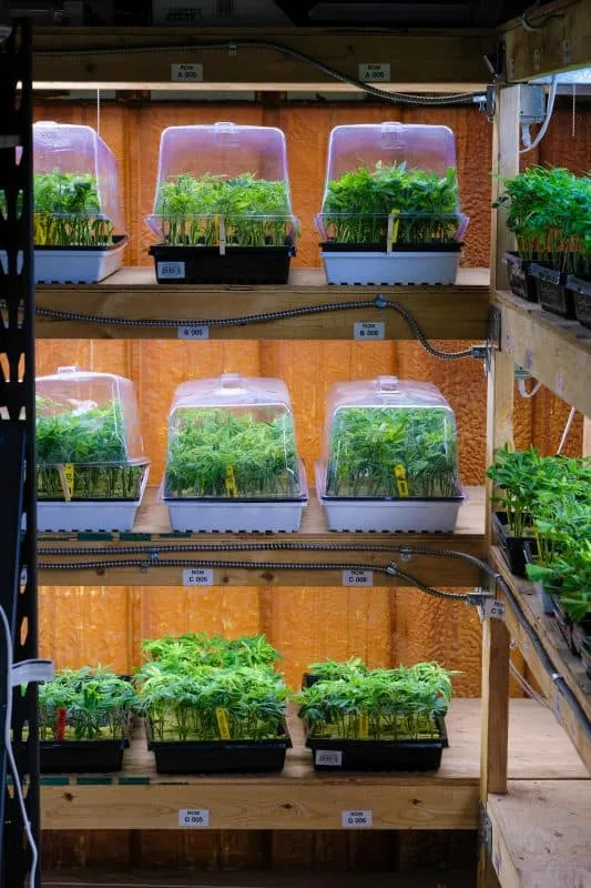 Ten clone trays with cannabis clones on a three tier shelf