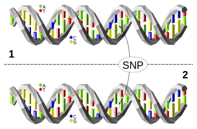 Einzelnukleotid-Polymorphismus DNA