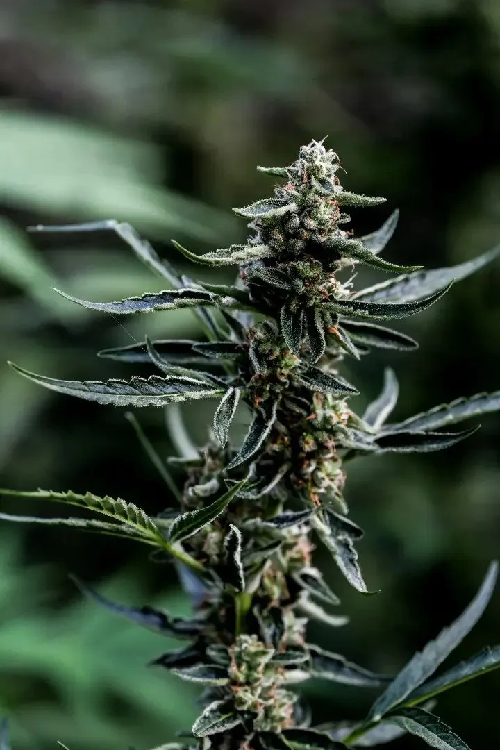 Girl Scout Cookies autoflowering Pflanze von Mallorca-Seeds in der letzten Blüte
