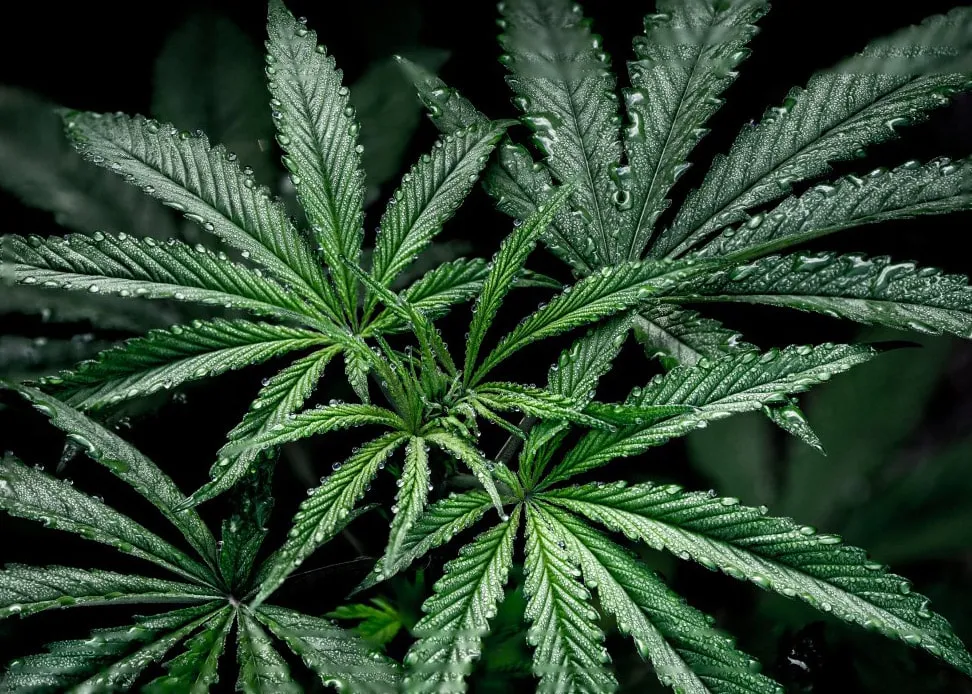 Cannabis – Einführung in Botanik, Verwendung und Gesellschaft