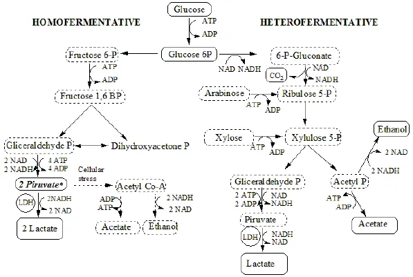Homo- vs Heterofermentative Metabolism