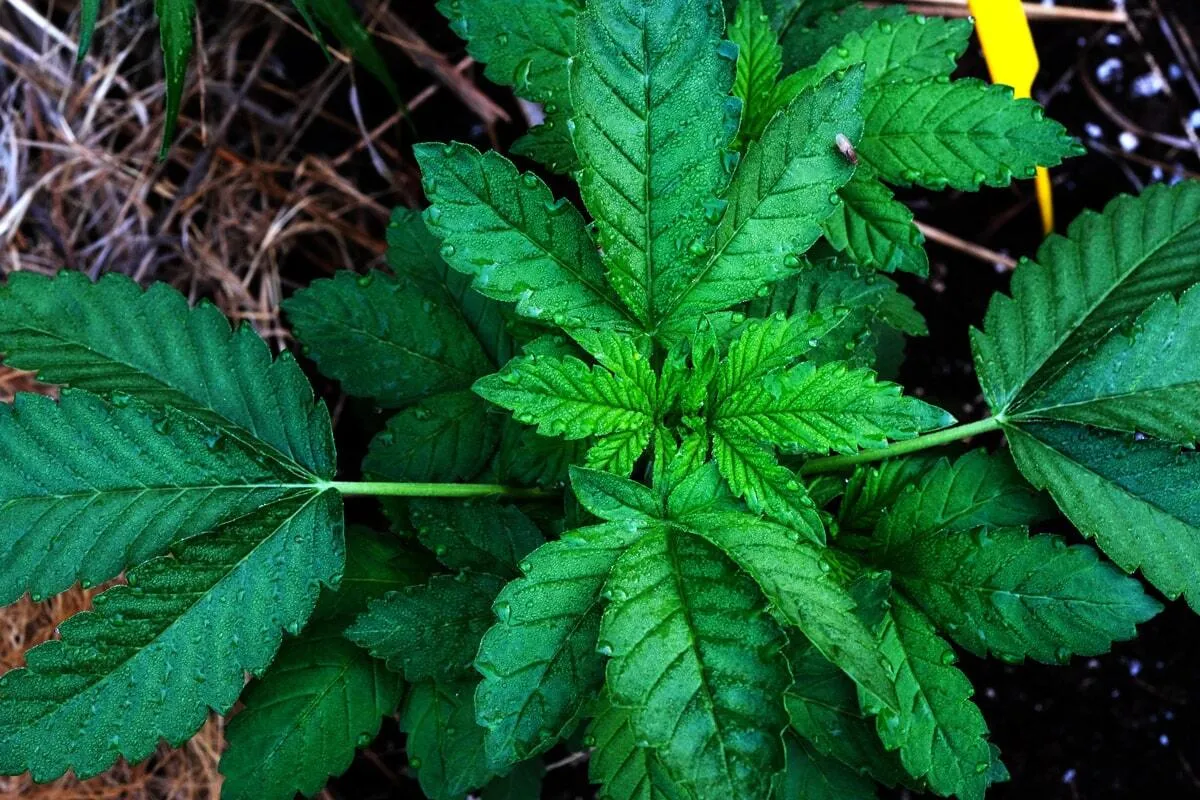 Mango Sapphire Indica Cannabis Pflanze