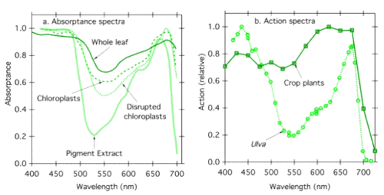 Photosynthese grünes Licht hilfreich Cannabis