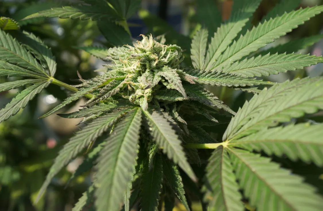 Ist Outdoor-Cannabis wirklich so schlecht, wie sein Ruf?