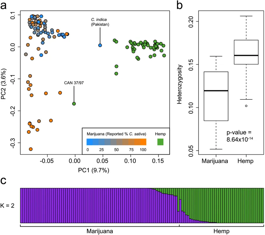 SNT genetic variations in hemp indica sativa
