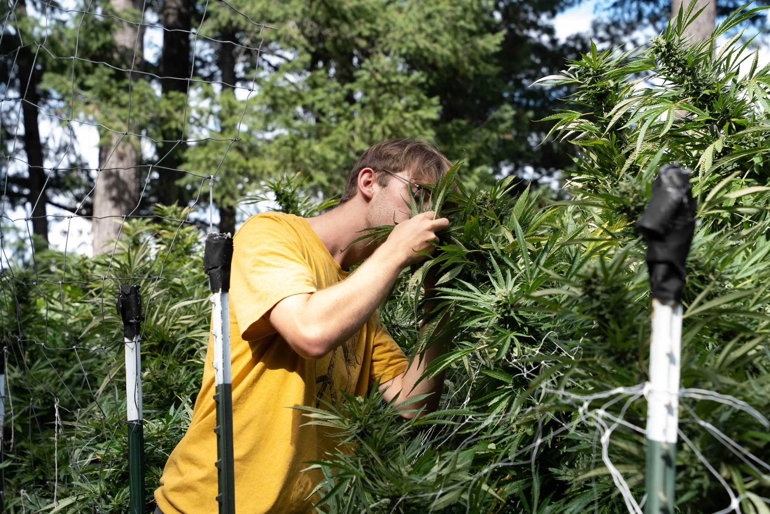 Sun-Grown-Terroir: Was Mendocino über standortspezifisches Cannabis verrät