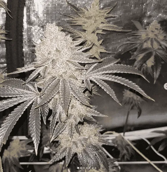 Swabianextracts King Sherb Cannabis Flower