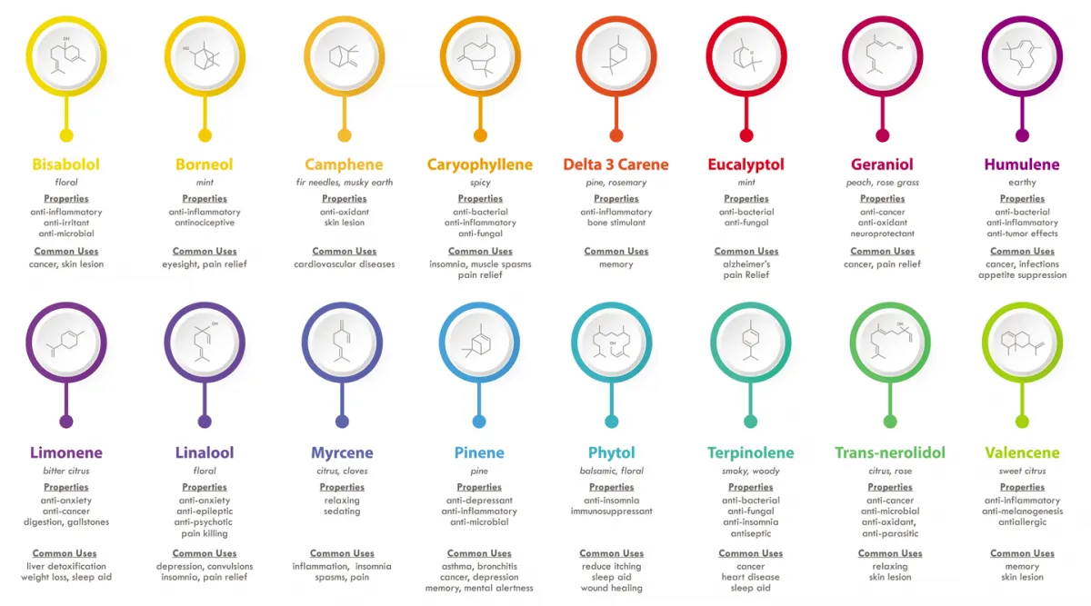 Different Terpenes Cannabis