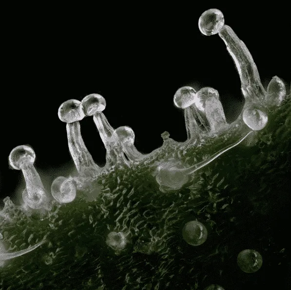 Thevillage Trichome Close-up Shot