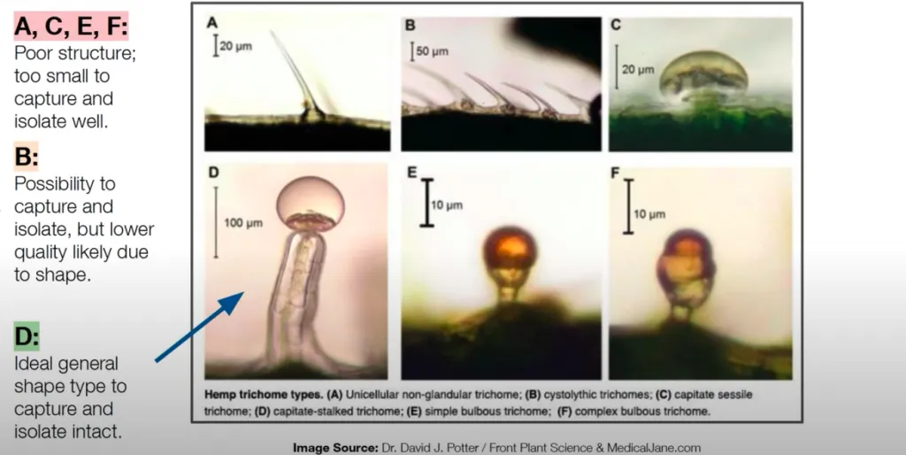 Trichome Types in Cannabis