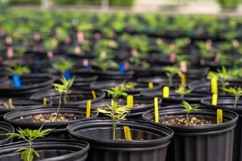 Vegetation Period Cannabis plants Greenhouse Cannabis Farm