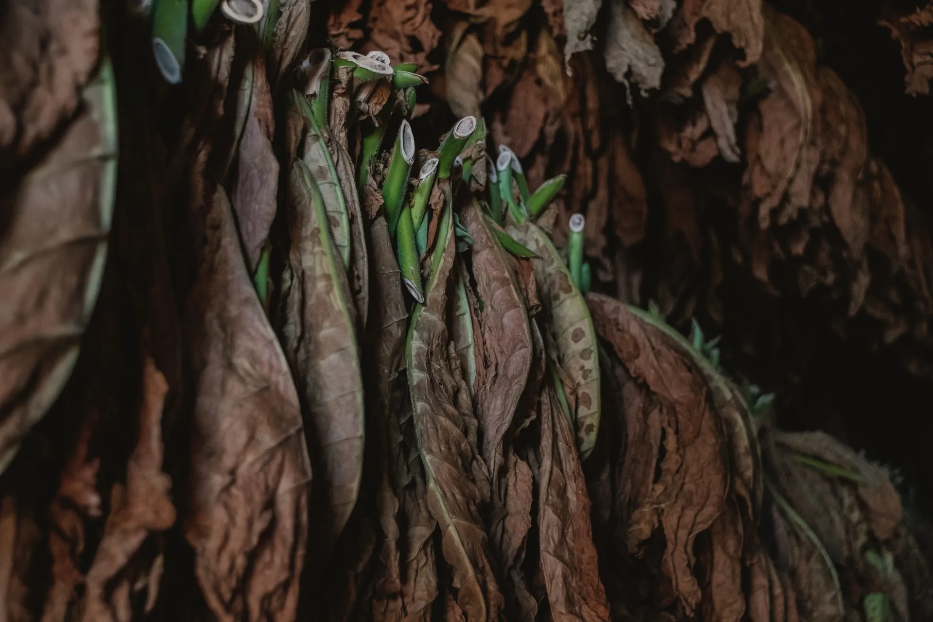 Dried Tobacco Leaves