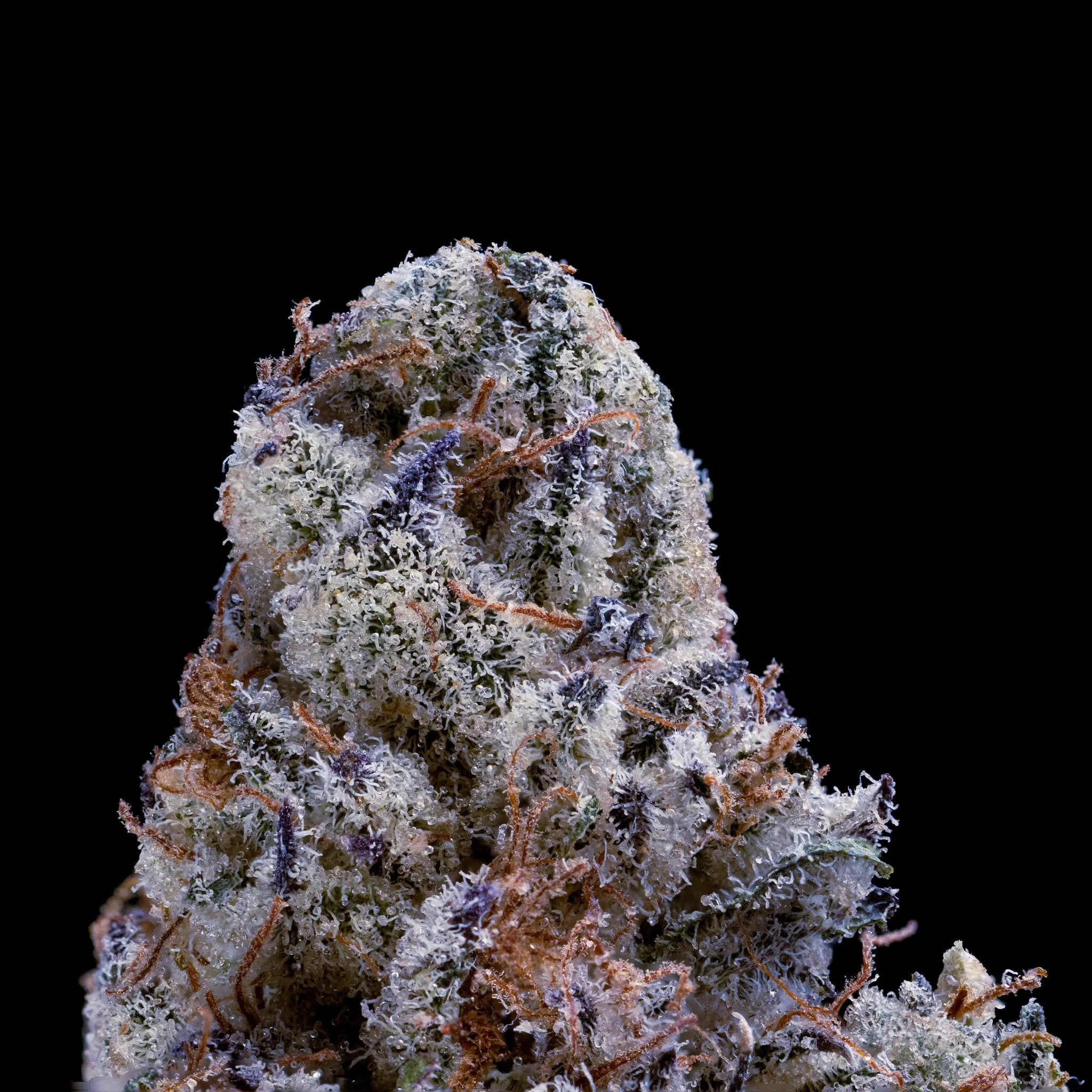 Close-up of a dried cannabis flower with intact trichomes