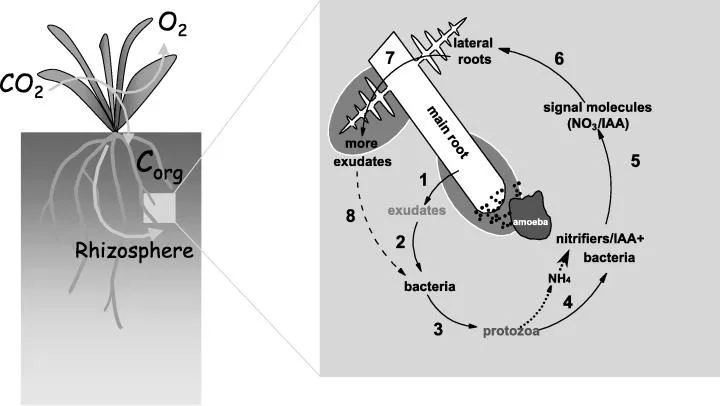 Ein Bild, das Diagramm enthält. Automatisch generierte Beschreibung