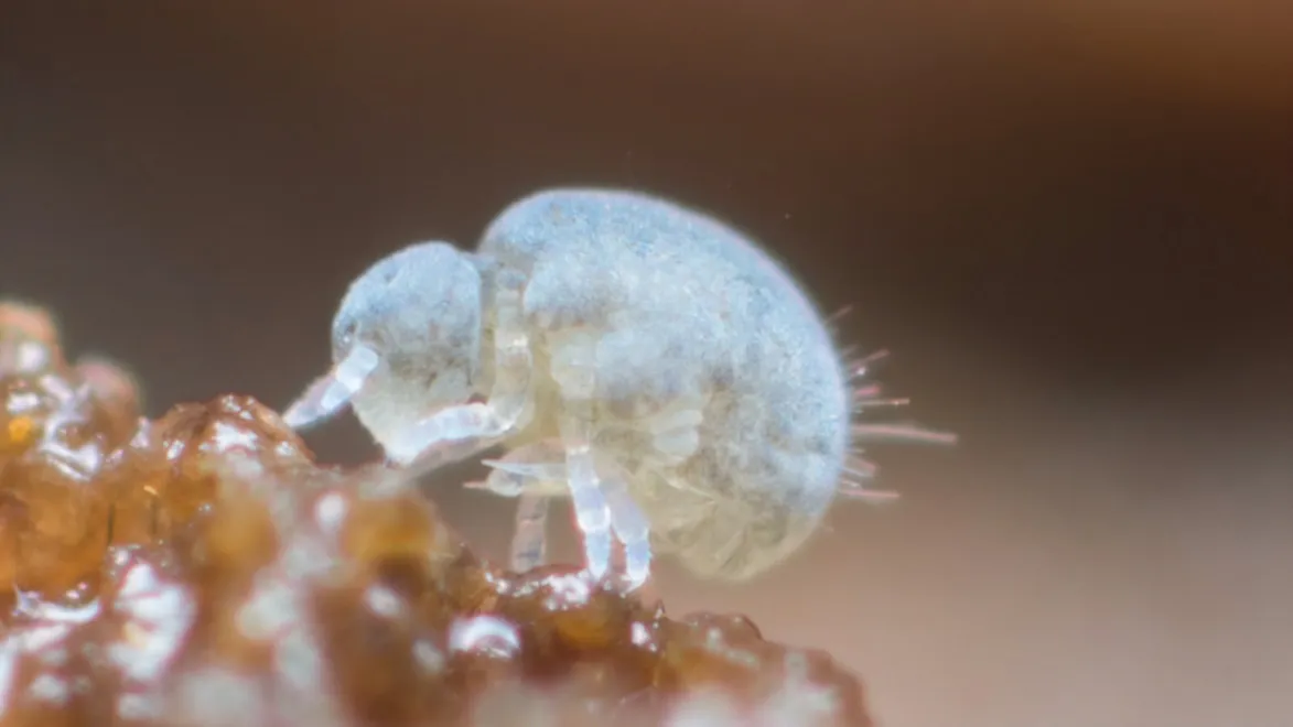 Ein Bild, das Gliederfüßer, Hydrozoen enthält. Automatisch generierte Beschreibung
