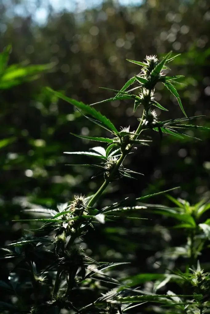 weibliche Cannabispflanze in der zweiten Blütewoche