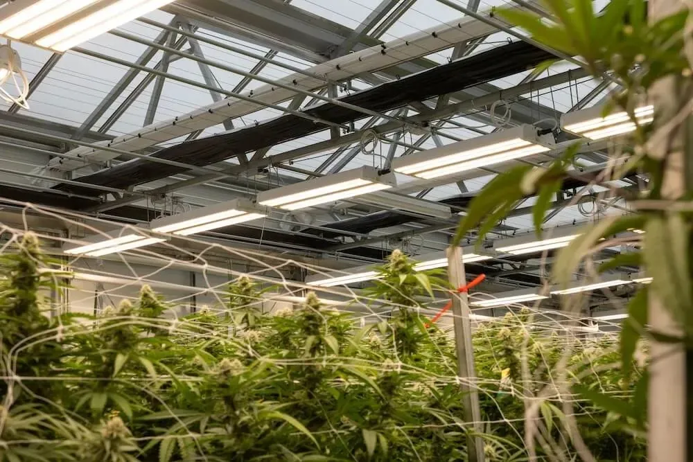 Greenhouse with LED top lighting by Fluence above a flowering cannabis canopy