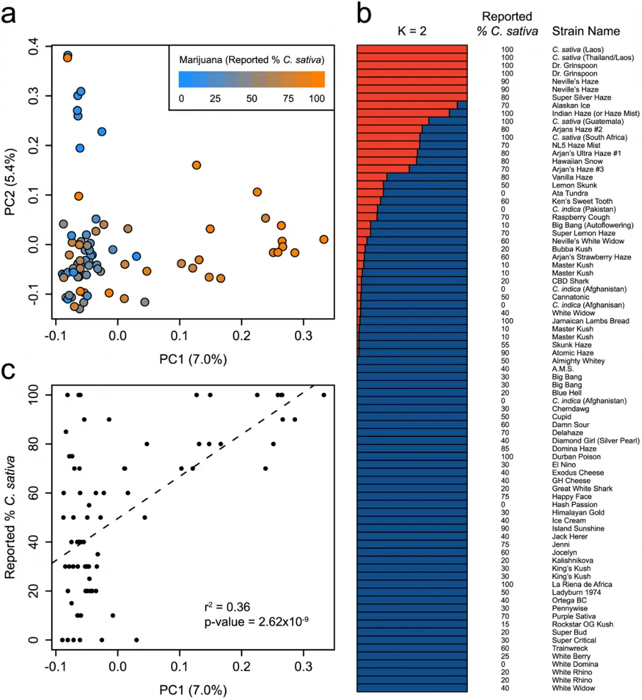 genetic variation indica sativa