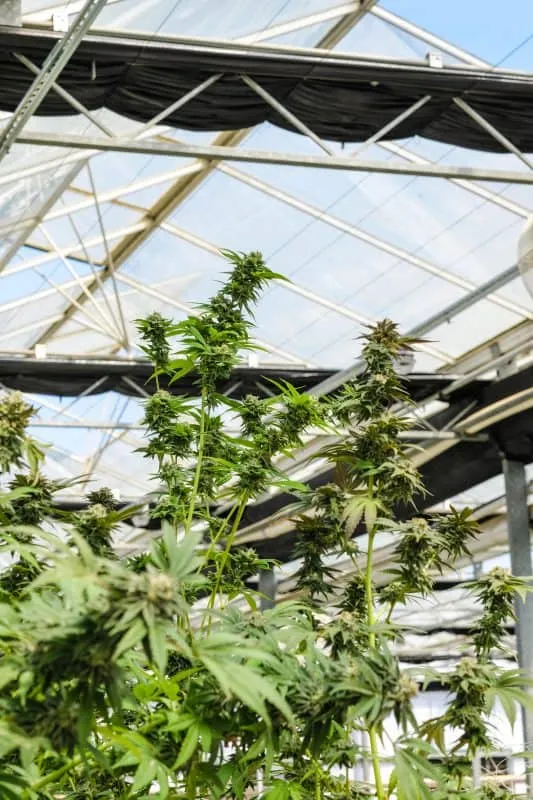 Facility & grow-room planning
