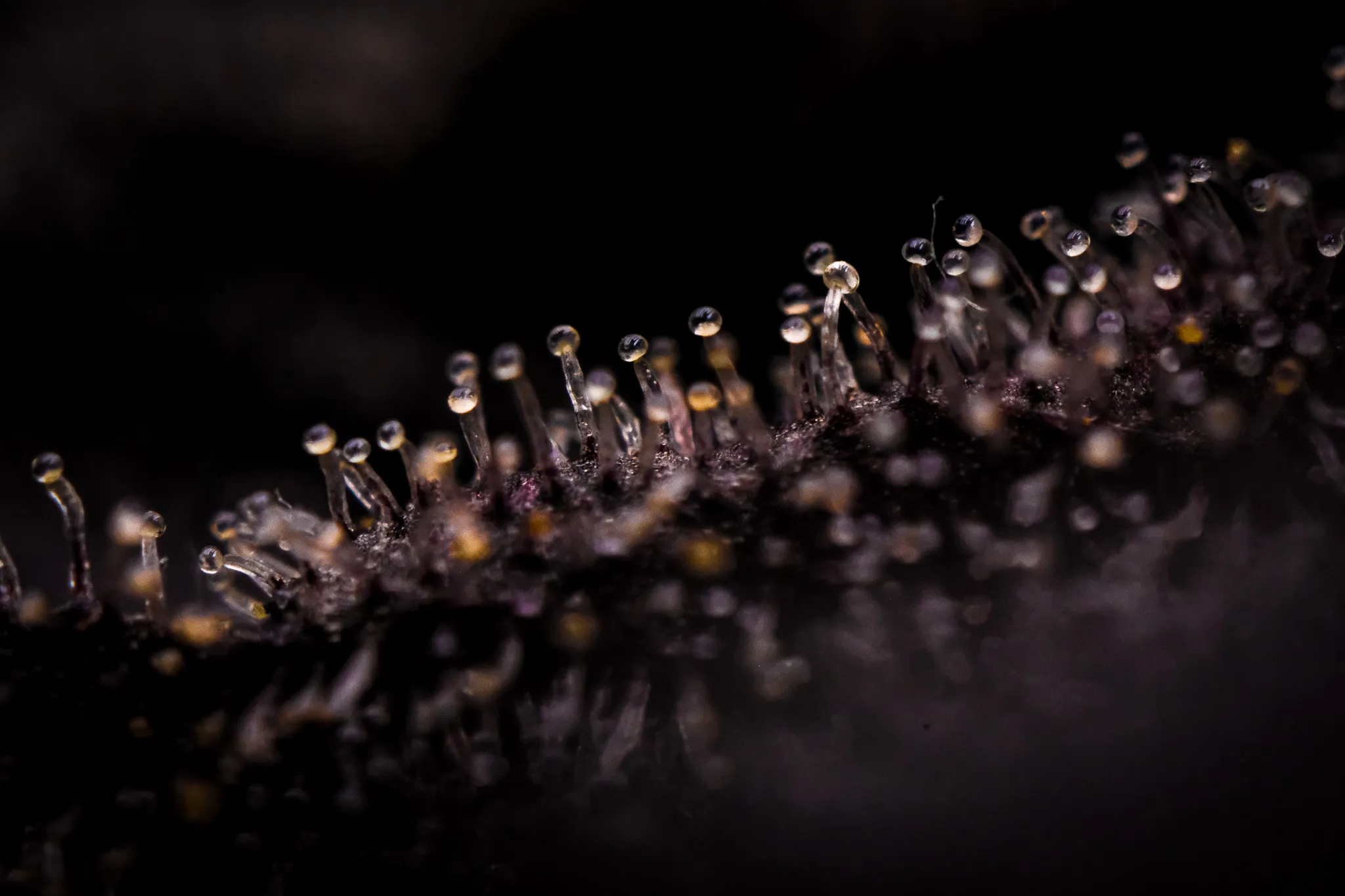 Trichome heads and stalks