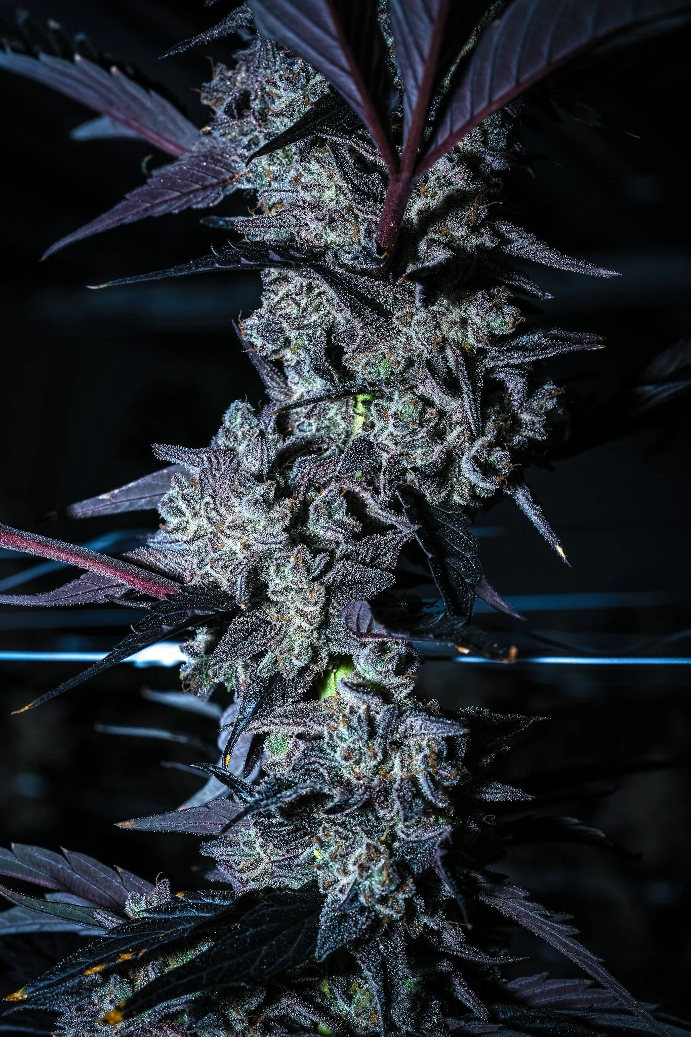Flowering cannabis stem, indoor