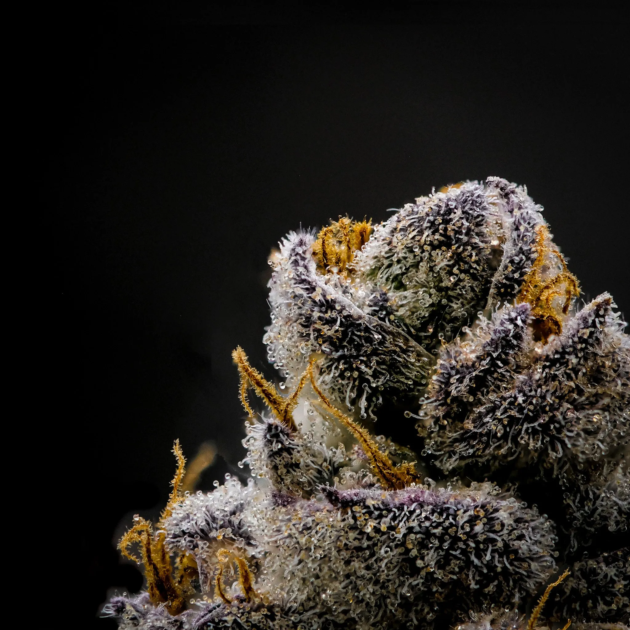 Macro photo of trichomes on a cannabis flower