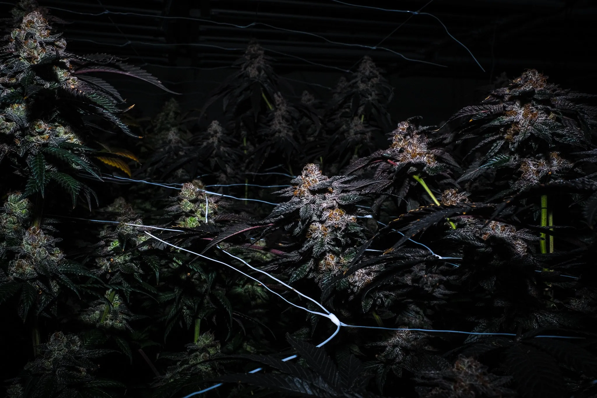 Indoor cannabis canopy with support netting shortly before harvest