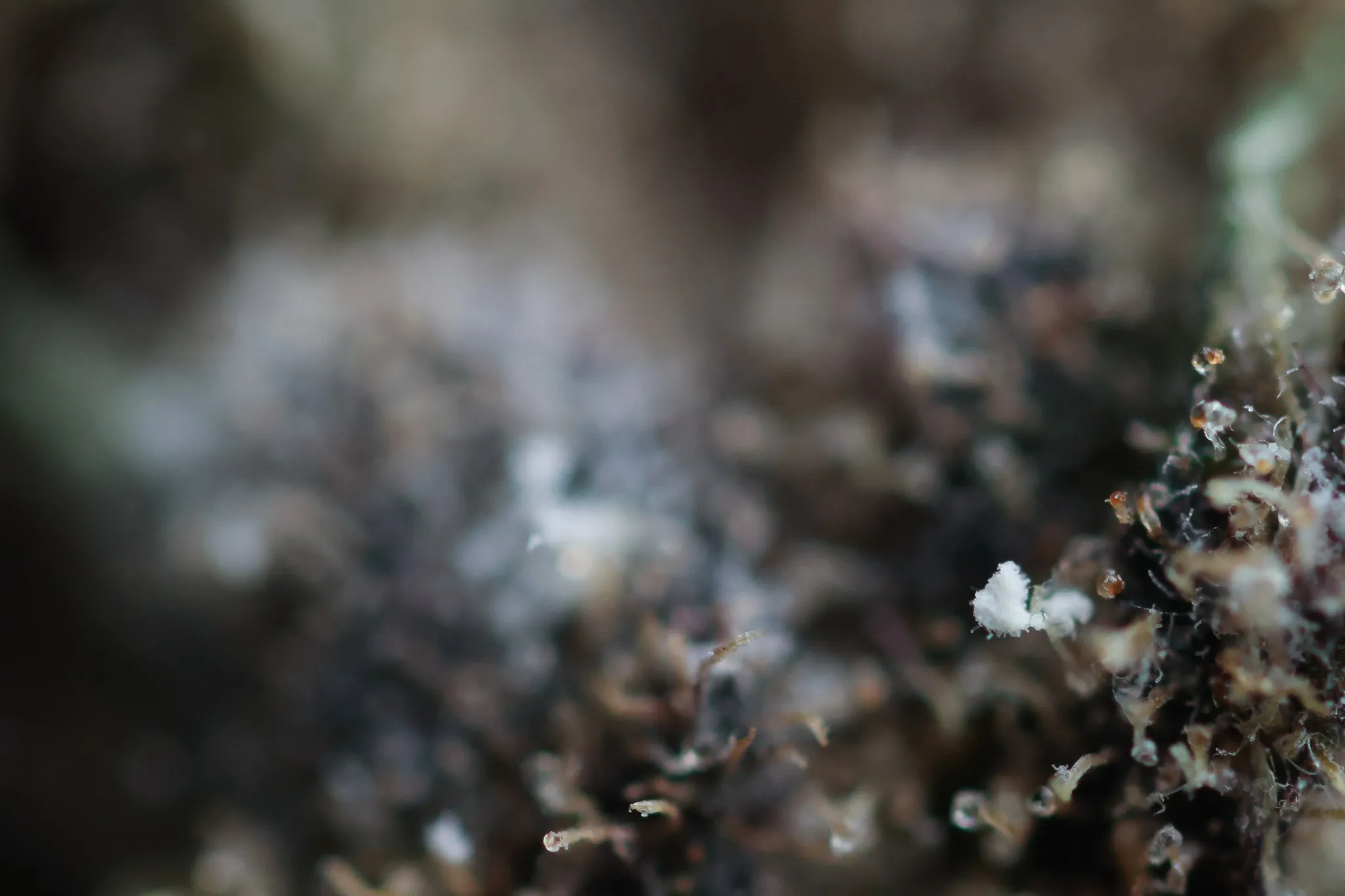 Dried cannabis flower with white powdery mildew
