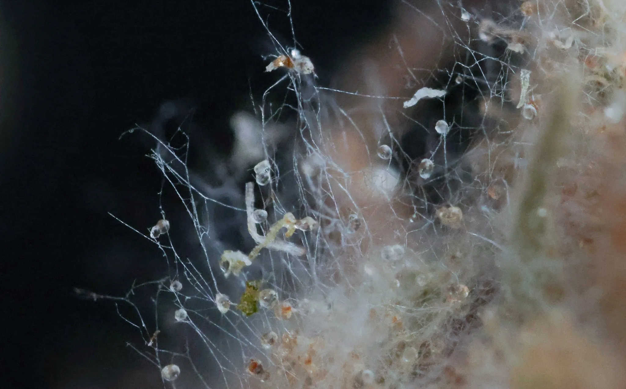 Mould mycelium on a cannabis flower