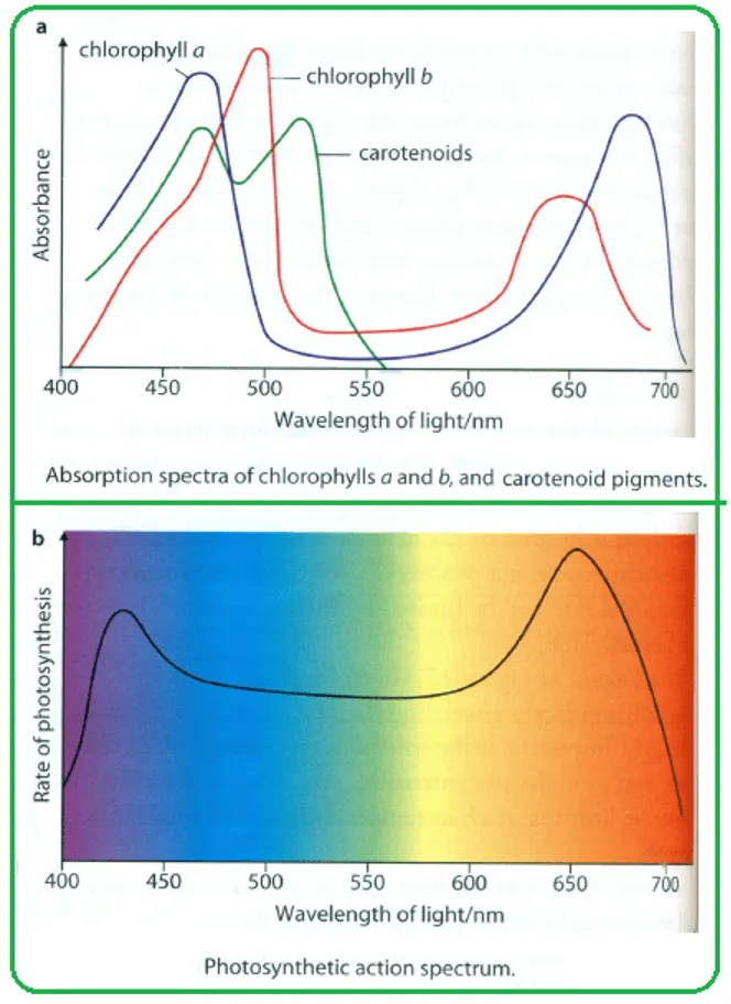 peaks chlorophyll A and B sun radiation photosynthesis