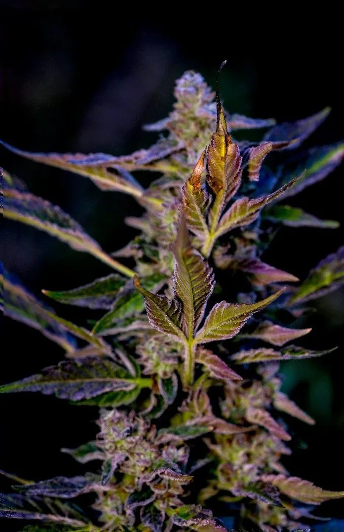 Whole plant on black