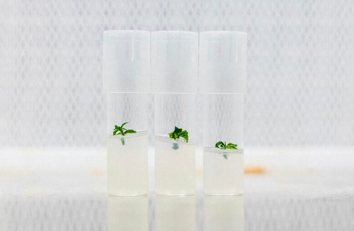 plant tissue culture photo 3 tissues in magenta box