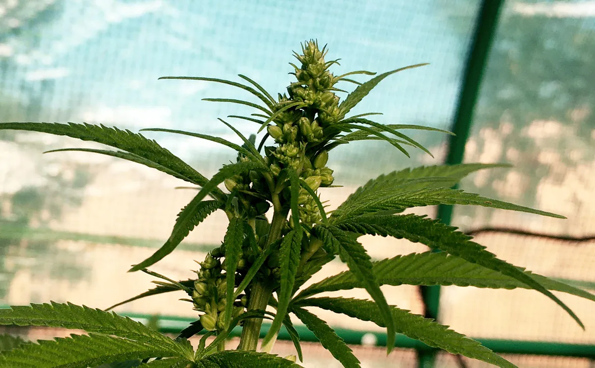 Prächtiges Cannabis-Männchen