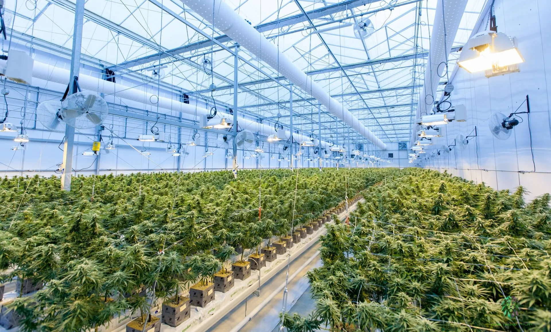 Cannabis Farm title picture sun flooded
