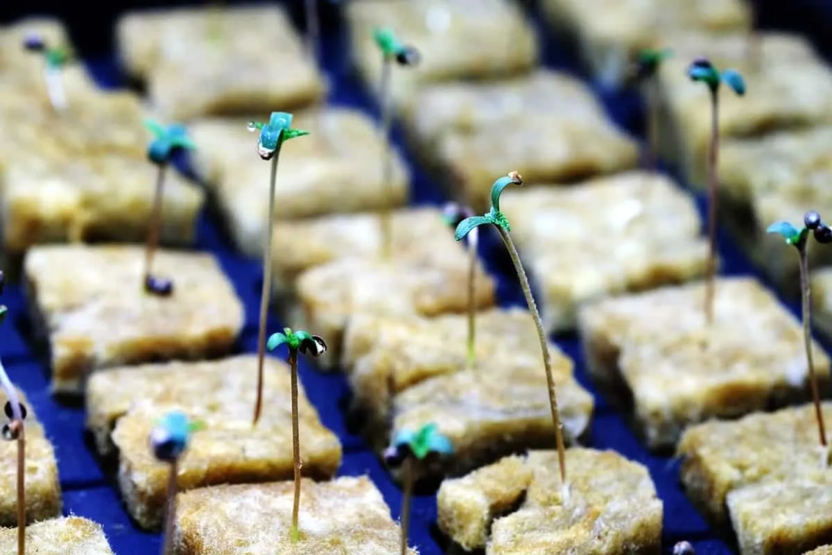 Sämlinge einer Cannabis-Pflanze
