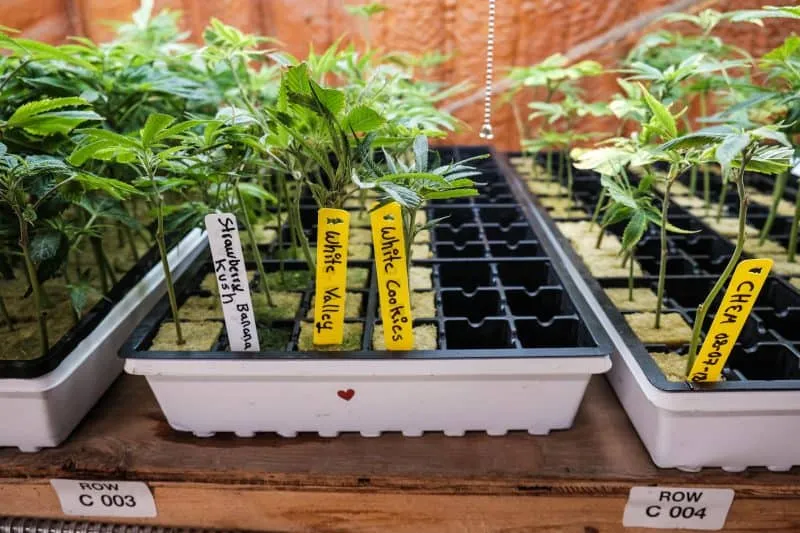 three cannabis clone trays with white cookies and chemdawg cannabis farm