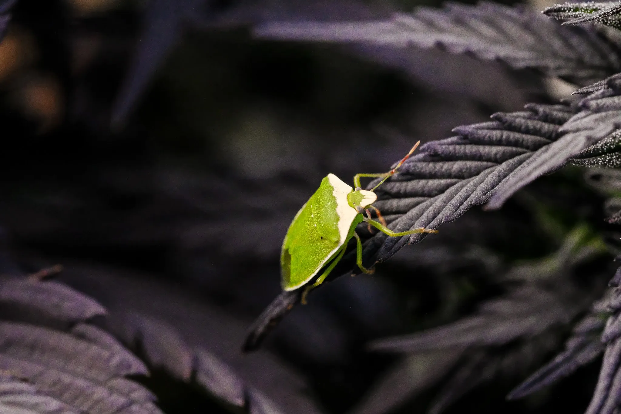 Stink bug on a cannabis leaf — found while scouting